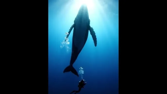古代翁熄系3P - 深蓝星球：探索海洋深处的未知世界